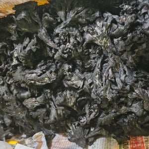 강원도자연산곰버섯 1kg