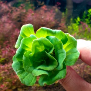 목련 물 배추 미니 부상 수초 물 배추 키우기