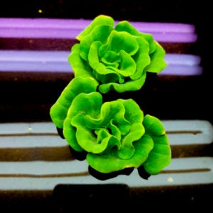 목련 물 배추 미니 부상 수초 물 배추 키우기