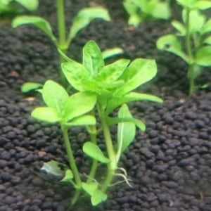 목련 물 배추 미니 부상 수초 물 배추 키우기