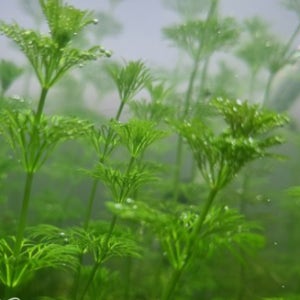 목련 물 배추 미니 부상 수초 물 배추 키우기