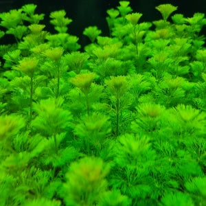 검역 달팽이 없는 암브리아 10줄기 초보 수초 유경 구피 새우 음성 은신처 활착 어항 포트