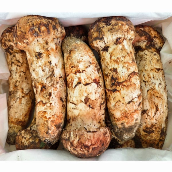 2026 자연산 생 송이버섯 국내산 봉화 양양 선물세트 500g 1kg 능이버섯