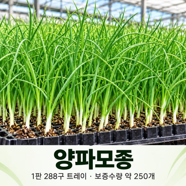 양파모종 킹콩 288구 대략 250개 정도-판으로배송