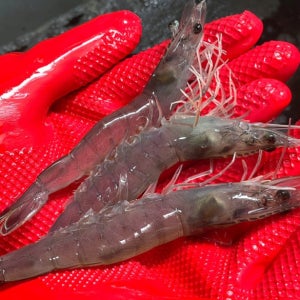 훈씨네 국내산 활 흰다리새우 500g 제철 왕 생새우