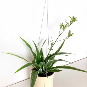 나비란 무늬접란 행잉화분 행잉 오션 spider plant 공기정화 식물