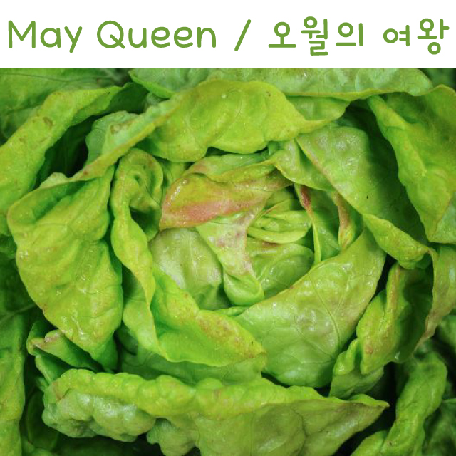 유럽상추키우기 May Queen 오월의 여왕 상추 키우기세트 교육용 체험용