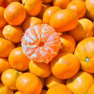 제주도 귤 서귀포 노지 타이벡 감귤 5kg 10kg 조생 한라봉 천혜향