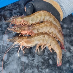 신안 제철 무항생제 왕 흰다리 새우 산지직송 1kg 38미 내외