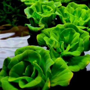 부상수초 어항 물고기 전경 수초 키우기 3개