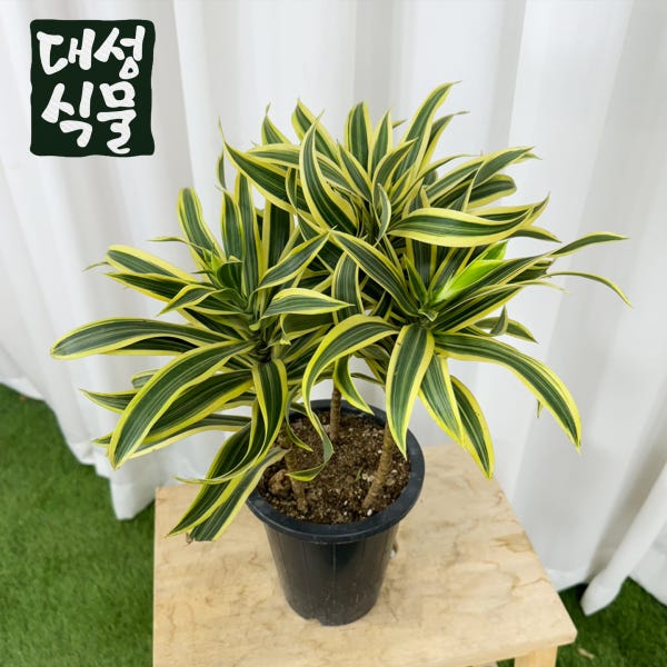 송오브인디아 15cm 중형 드라세나 공기정화 플랜테리어 화초 실내 관엽 반려식물 대성식물