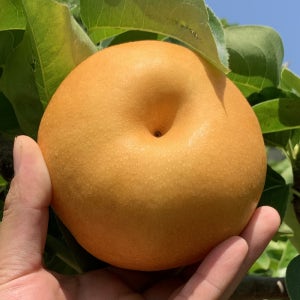 나주배 3kg 5kg 고당도 햇배 가정용 흠과