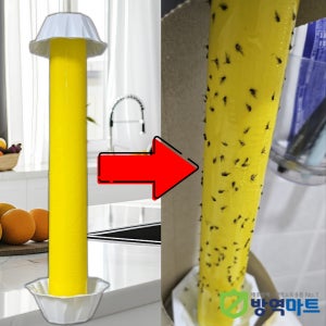 초파리싹 퇴치 주방 화단 화장실 날파리 화분 뿌리파리 없애는법 끈끈이 트랩 6개