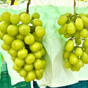 [2026 햇샤인머스켓] GAP인증 가정용 못난이 샤인머스켓 2kg 4kg 산지직송