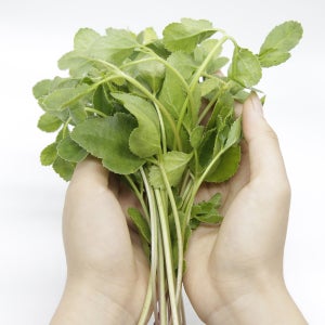 푸레아 국내산 특품 해방풍나물 500g 갯방풍 방풍나물 무침 가락시장 당일새벽경매