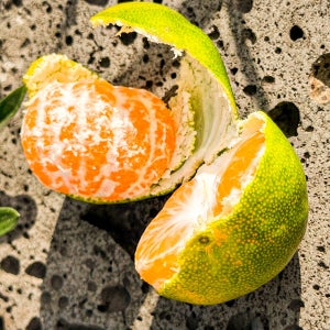 제주도 조생 노지 감귤 3kg 5kg 10kg 위미 남원 극조생 귤 타이벡 가정용 비가림