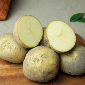 강원도 햇 수미감자 홍 두백씨감자 설봉 제주도 대지마감자 5kg 3kg