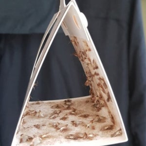 화랑곡 나방 트랩 쌀벌레 퇴치제 쌀나방 파리 유인 퇴치 끈끈이 트랩 6p