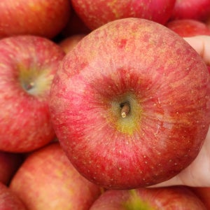 사과 청송 부사 가정용 못난이 꿀사과 10kg