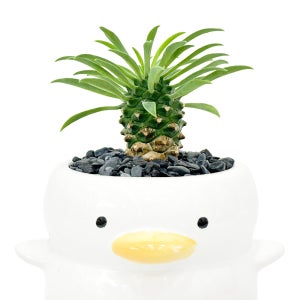 괴마옥 파인애플 오리화분set 미니 다육이 인테리어식물 미니선인장