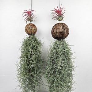 아비가든 수염틸란드시아+이오난사 (소형1세트+중형1세트) 실내공기정화식물 카페식물