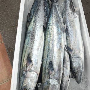 국산 삼치 (특대)3kg