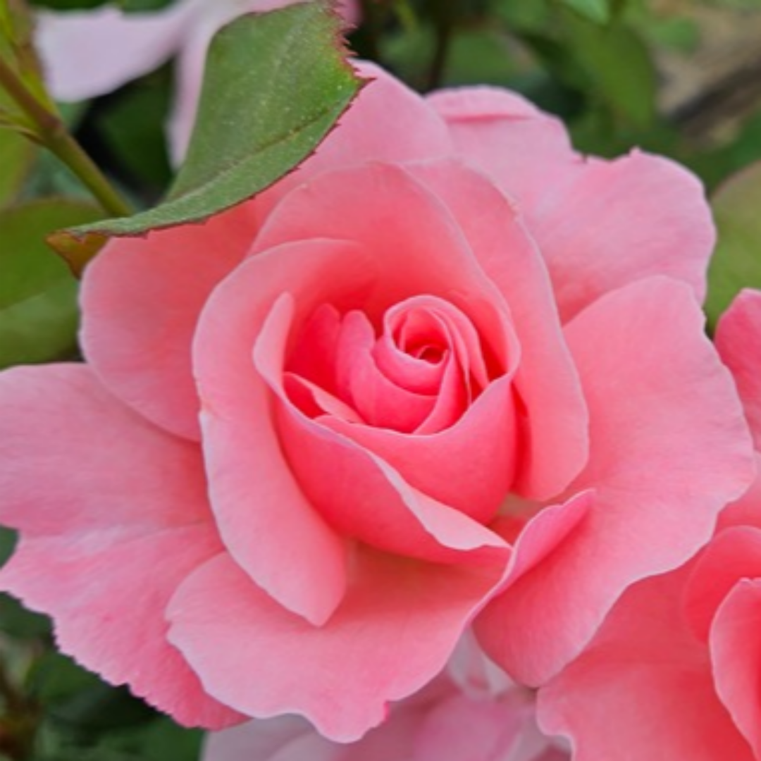 퀸 엘리자베스 (Queen Elizabeth) 미국 사계 정원 장미(비닐포트묘)