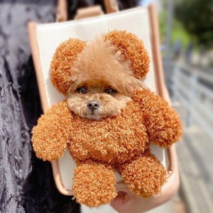 빼꼼 캐리어 강아지 고양이 반려동물 이동가방