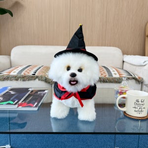 드리미펫데이즈 할로윈 마법의 펫 망토 모자 세트