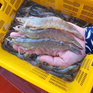국산 신안 흰다리새우 활새우 왕새우 생새우 냉동새우 제철 캠핑 구이 1kg 24미 내외