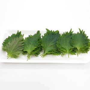 야채이야기 시소잎 1팩 (30장 내외) 시소 초밥재료 식용허브 일본깻잎