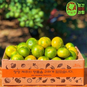 제주 타이벡 타이백 노지 감귤 10kg 5kg