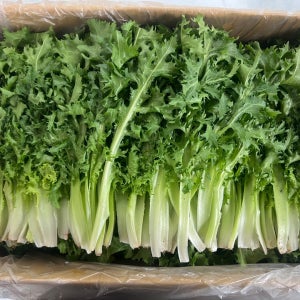 야채이야기 싱싱한 치커리 2kg (1.8kg - 2kg)