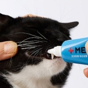 고양이양치질 고양이양치 고양이치약