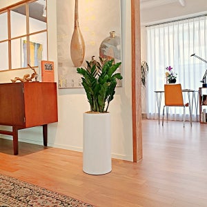 금전수 돈나무 개업축하화분 거실 배달 개업식 인테리어식물 선물 실내화초