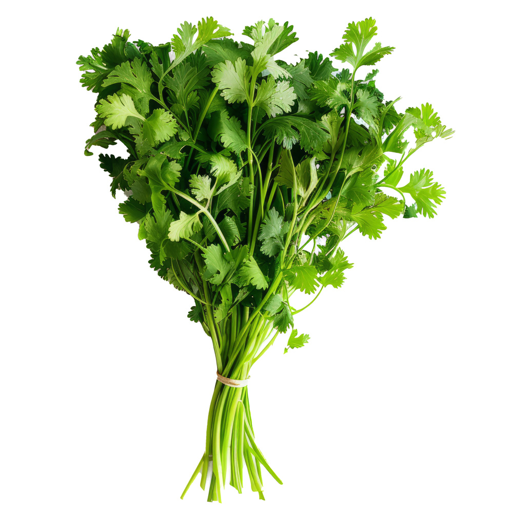 국내산 고수 1kg 고수풀 샹차이 향신료 식용허브