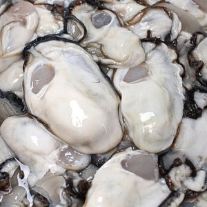 통영 프리미엄 비만 횟감 굴 햇 생굴 석화 1kg 3kg 각굴 깐굴 무침 바위 굴제철