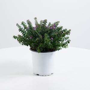 데팡스 중품 쿠페아 희귀 실내공기정화식물 반려식물 포트 화분