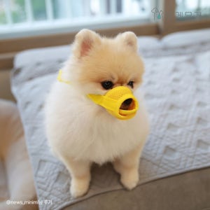 이게묘개 강아지 입마개 진돗개 대형견 중형견 소형견 짖음방지 산책 훈련 메쉬 마스크