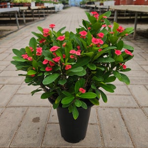 아비가든 꽃기린 레드 대품 다육이 사계절 꽃