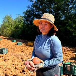 당진 햇 꿀 고구마 호풍미 소담미 밤 호박 고구마 5kg 10kg