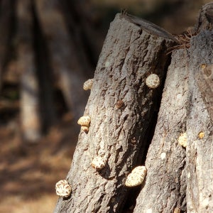 45년 편백나무숲 피톤치드 야생 유기농 생표고 건표고버섯