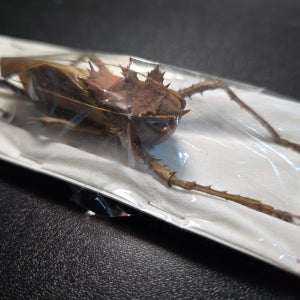 가시 용머리 여치(Lesina ensifera) 곤충 표본 리옥크 대왕여치 리오크