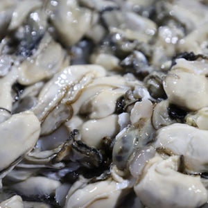 2024년 햇 제철 생굴 1kg 통영 깐굴