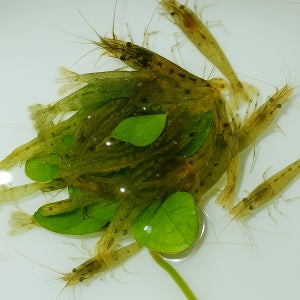 생이새우 100마리 관상용 애완 생먹이 200마리