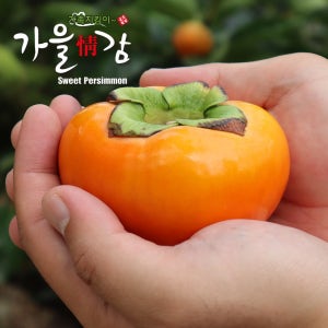 산지직송 민재농원 제철 감 부유단감 단감 10kg 5kg
