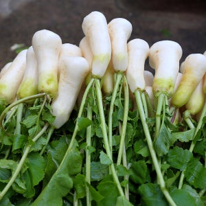 알타리 총각무 김장 알타리절임 2.5kg