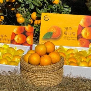 제주 황금향 선물세트 가정용 제철 서귀포 귤택배 공항길귤창고 추석 과일선물