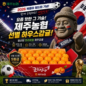 [2026 북중미 월드컵 기념] 제주농협 하우스감귤 소과 로얄과 중대과 당도선별
