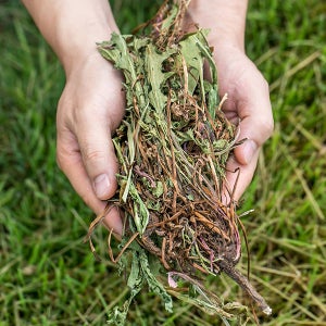 국산 건 민들레 잎 포공영 효능 약재 약초 200g 나물 된장국 요리